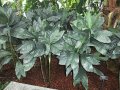 Chamaedorea metallica - palmier nain exotique de mi-ombre 1.5m